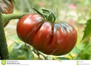 Tomate crimée