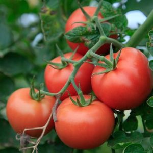 grosse tomate farcir